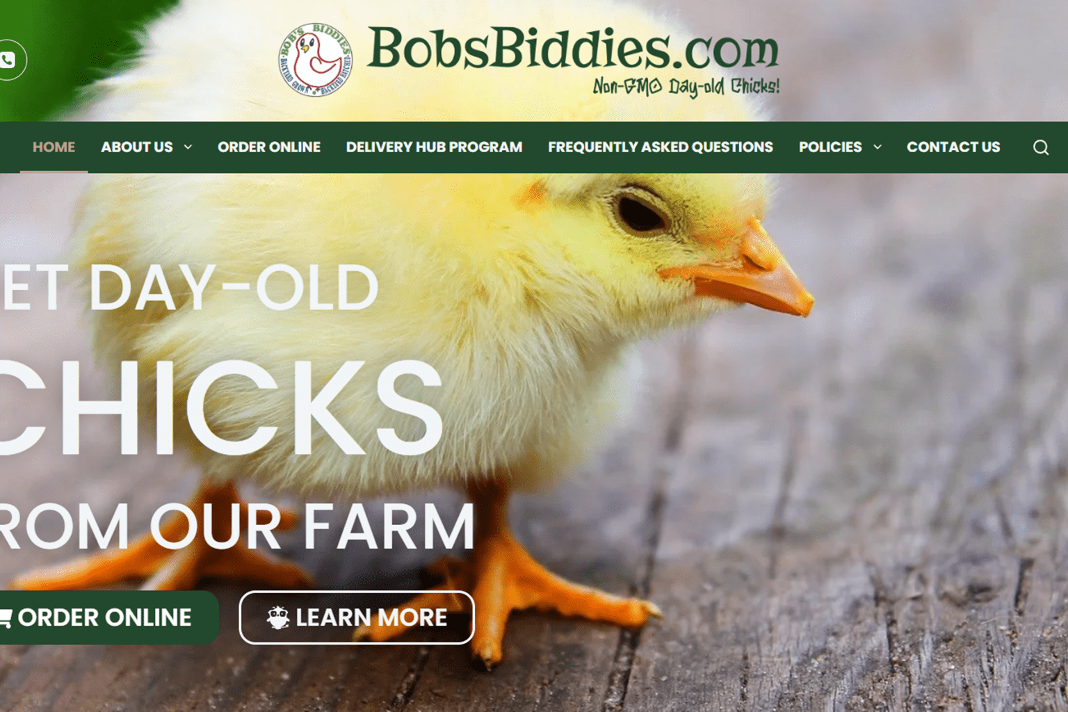 Bobs Biddies Portfolio THUMB